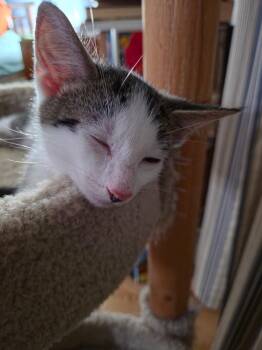 Georgie -  Domestic Short Hair Cat for Adoption in St. Cloud, Florida - Georgie | PetCurious