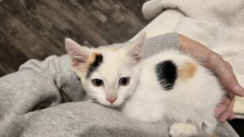 Sabrina -  Domestic Short Hair Cat for Adoption in Bloomsdale, Missouri - Sabrina | PetCurious