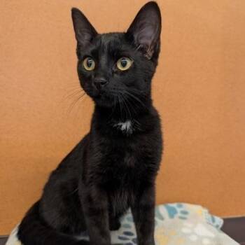 Kole -  Domestic Short Hair Cat for Adoption in Rochester, Minnesota - Kole | PetCurious