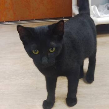 Illford -  Domestic Short Hair Cat for Adoption in Corpus Christi, Texas - Illford | PetCurious