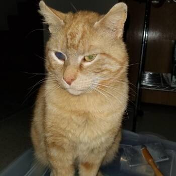 Domestic Medium Hair Cats Available for Adoption - Nicky | PetCurious