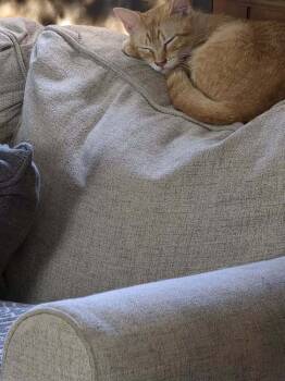 Rescue Domestic Short Hair Cats for Adoption in Scott, Louisiana - Jackie | PetCurious