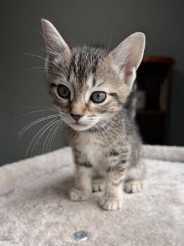 26-311 May -  Domestic Short Hair Cat for Adoption in Barnesville, Georgia - 26-311 May | PetCurious