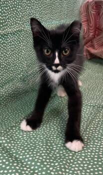 Mr. Mustachio -  Domestic Short Hair Cat for Adoption in Omaha, Nebraska - Mr. Mustachio | PetCurious