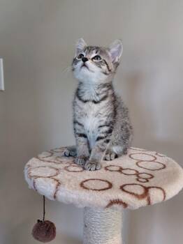 Gattina - In Foster -  Domestic Short Hair Cat for Adoption in Kalamazoo, Michigan - Gattina - In Foster | PetCurious