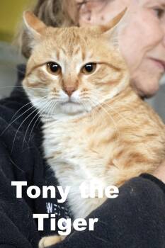 Rescue Domestic Short Hair Cats for Adoption in Macomb, Illinois - Tony The Tiger | PetCurious