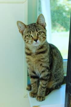 Scarlet -  Domestic Short Hair Cat for Adoption in Urbana, Ohio - Scarlet | PetCurious