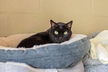 Paka -  Domestic Short Hair Cat for Adoption in Landenberg, Pennsylvania - Paka | PetCurious