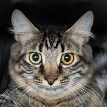 Rescue Domestic Short Hair Cats for Adoption in Middletown, Rhode Island - Carly | PetCurious