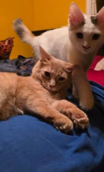 Adrian & Trout - bonded buddies -  Domestic Short Hair Cat for Adoption in Ann Arbor, Michigan - Adrian & Trout - Bonded Buddies | PetCurious