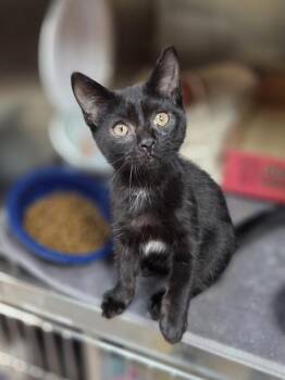 Caspian -  Domestic Short Hair Cat for Adoption in Westland, Michigan - Caspian | PetCurious
