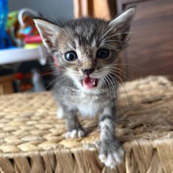 Scrappy -  Domestic Short Hair Cat for Adoption in NEW PT RICHEY, Florida - Scrappy | PetCurious