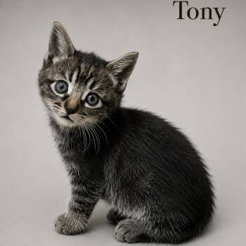 Domestic Short Hair Cats Available for Adoption in Tustin, California - Tony | PetCurious