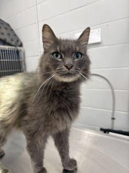 Long John Silver -  Domestic Long Hair Cat for Adoption in Bowling Green, Ohio - Long John Silver | PetCurious