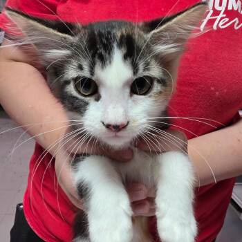 Brianne -  Domestic Medium Hair Cat for Adoption in Leander, Texas - Brianne | PetCurious