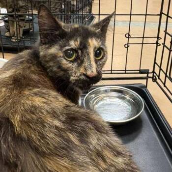 Domestic Short Hair Cats Available for Adoption in Gadsden, Alabama - Ruby | PetCurious
