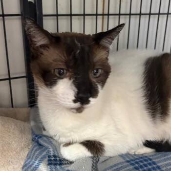 Snowshoe Cats Available for Adoption - Louie | PetCurious