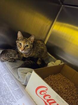 Spice Rack -  Domestic Short Hair Cat for Adoption in Jackson, Tennessee - Spice Rack | PetCurious