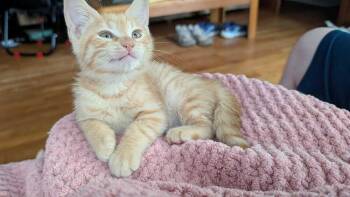 Calorie -  Domestic Short Hair Cat for Adoption in Topeka, Kansas - Calorie | PetCurious