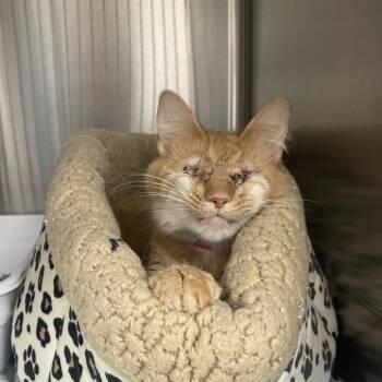 Helen -  Domestic Medium Hair Cat for Adoption in Lakeland, Florida - Helen | PetCurious