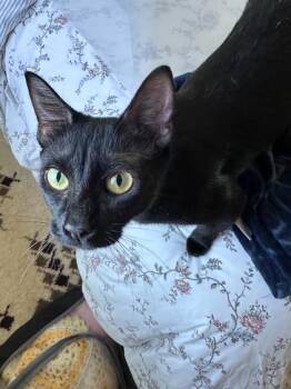 Mama Bear -  Domestic Short Hair Cat for Adoption in Elk Grove, California - Mama Bear | PetCurious