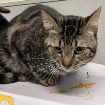 Hercules -  Domestic Short Hair Cat for Adoption in Tampa, Florida - Hercules | PetCurious