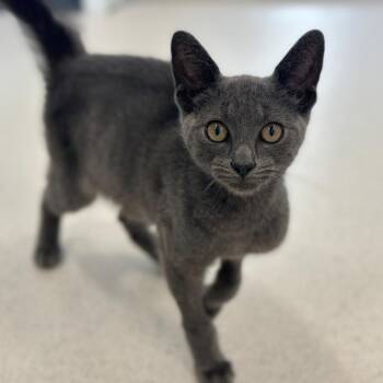 Gwayne -  Domestic Short Hair Cat for Adoption in Port Washington, New York - Gwayne | PetCurious