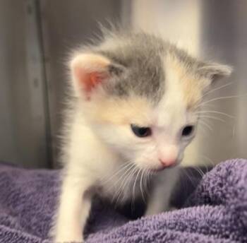 Sparrow -  Domestic Short Hair Cat for Adoption in Roseville, California - Sparrow | PetCurious