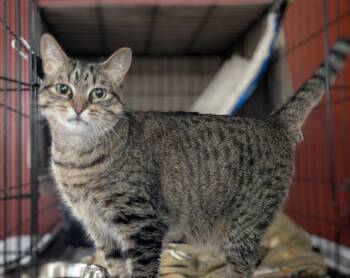 Sosa -  Domestic Short Hair Cat for Adoption in St. Cloud, Minnesota - Sosa | PetCurious