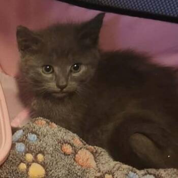 Ihop -  Domestic Short Hair Cat for Adoption in Ridgely, Maryland - Ihop | PetCurious