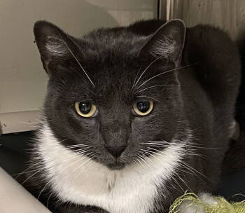 Rescue Domestic Short Hair and Russian Blue Cats for Adoption in INDN HBR BCH, Florida - Paula Deen | PetCurious