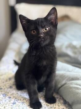 Jackson -  Domestic Short Hair Cat for Adoption in Orland Hills, Illinois - Jackson | PetCurious