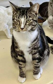 Domestic Short Hair Cats Available for Adoption in Chester, New Jersey - Dakota | PetCurious