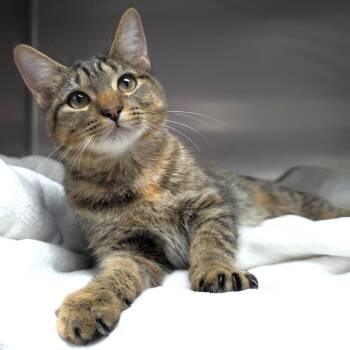 Ada -  Domestic Short Hair Cat for Adoption in Michigan City, Indiana - Ada | PetCurious