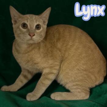 Lynx -  Domestic Short Hair Cat for Adoption in Sorrento, Louisiana - Lynx | PetCurious