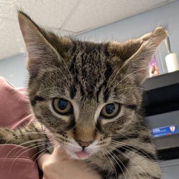 Quasimodo -  Domestic Short Hair Cat for Adoption in Indianapolis, Indiana - Quasimodo | PetCurious