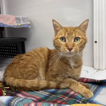 Oliver -  Domestic Short Hair Cat for Adoption in Oconto, Wisconsin - Oliver | PetCurious