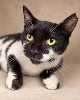 california -  Tuxedo Cat for Adoption in Miami, Florida - California | PetCurious