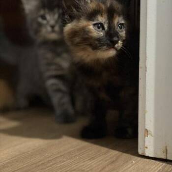 Gemini -  Domestic Short Hair Cat for Adoption in Tampa, Florida - Gemini | PetCurious