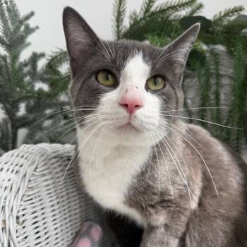 Charms K Anderson -  Domestic Short Hair and Russian Blue Cat for Adoption in Eaton Rapids, Michigan - Charms K Anderson | PetCurious