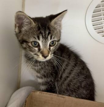 Gemma -  Domestic Short Hair Cat for Adoption in Reisterstown, Maryland - Gemma | PetCurious