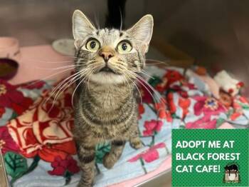 MADISON -  Domestic Short Hair Cat for Adoption in Fort Wayne, Indiana - MADISON | PetCurious