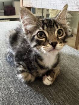 Rescue Domestic Short Hair Cats for Adoption in Bonsall, California - Jinu 4897 | PetCurious