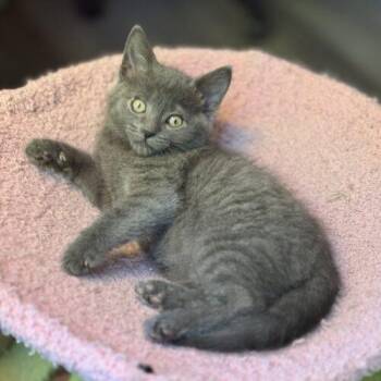 Domestic Medium Hair Cats Available for Adoption in Fishers, Indiana - Hannah Hidalgo | PetCurious