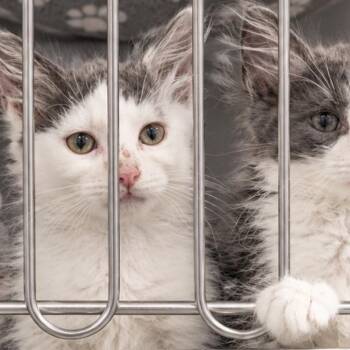 Flint (Bobtail) -  Domestic Long Hair and American Bobtail Cat for Adoption in Quincy, Ohio - Flint (Bobtail) | PetCurious