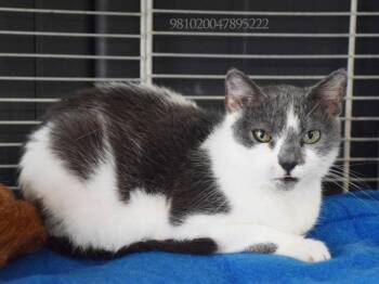 ELISA -  Tabby Cat for Adoption in Margate, Florida - ELISA | PetCurious