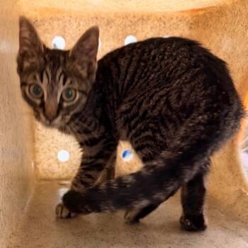 Slinky -  Domestic Short Hair Cat for Adoption in Philadelphia, Pennsylvania - Slinky | PetCurious