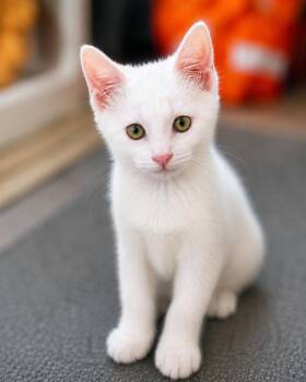 Loki Magnus -  Domestic Short Hair Cat Available for Adoption in Phoenix, Arizona - Loki Magnus | PetCurious
