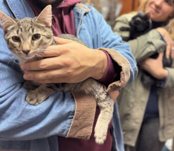 Rescue Domestic Short Hair Cats for Adoption - Biz And Zinc! | PetCurious
