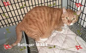 Domestic Short Hair Cats Available for Adoption in Marietta, Georgia - BELLINGER (see Also LUCY And FAIYAZ) | PetCurious